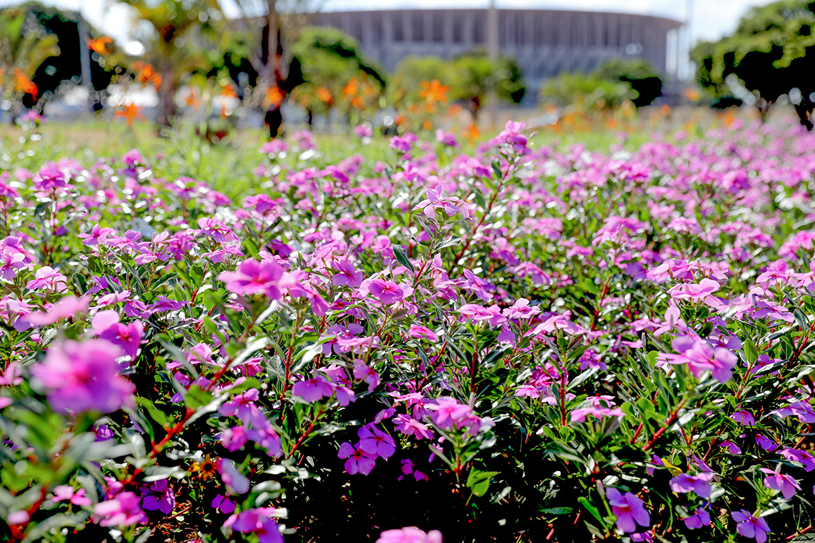 brasília na primavera flores e fotos