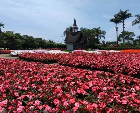 5 ideias de títulos:
1. Guia Completo: As Flores Mais Bonitas da Primavera em Brasília
2. Onde Encontrar os Ipês Mais Incríveis de Brasília: Roteiro Fotográfico
3. Primavera em Brasília: Um Espetáculo de Cores no Cerrado
4. Flamboyants e Outras Belezas: Descubra a Flora Primaveril de Brasília
5. Brasília Florindo: Os Melhores Pontos para Admirar a Estação das Flores