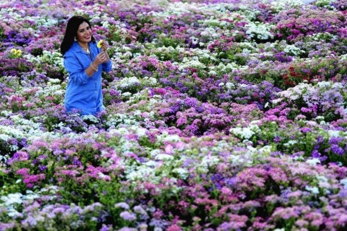 5 ideias de títulos:
1. Guia Completo: As Flores Mais Bonitas da Primavera em Brasília
2. Onde Encontrar os Ipês Mais Incríveis de Brasília: Roteiro Fotográfico
3. Primavera em Brasília: Um Espetáculo de Cores no Cerrado
4. Flamboyants e Outras Belezas: Descubra a Flora Primaveril de Brasília
5. Brasília Florindo: Os Melhores Pontos para Admirar a Estação das Flores