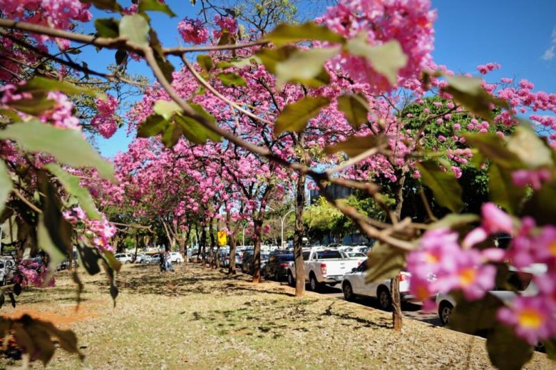 5 ideias de títulos:
1. Guia Completo: As Flores Mais Bonitas da Primavera em Brasília
2. Onde Encontrar os Ipês Mais Incríveis de Brasília: Roteiro Fotográfico
3. Primavera em Brasília: Um Espetáculo de Cores no Cerrado
4. Flamboyants e Outras Belezas: Descubra a Flora Primaveril de Brasília
5. Brasília Florindo: Os Melhores Pontos para Admirar a Estação das Flores