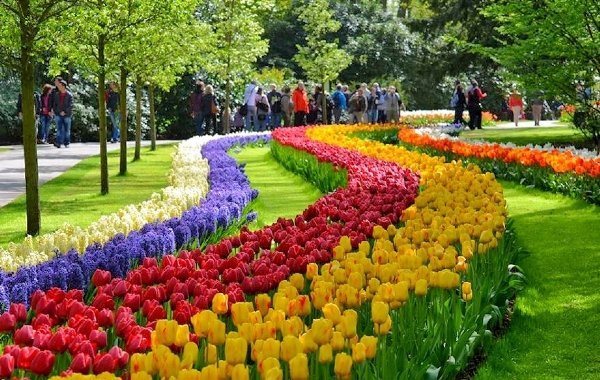 brasília na primavera flores e fotos