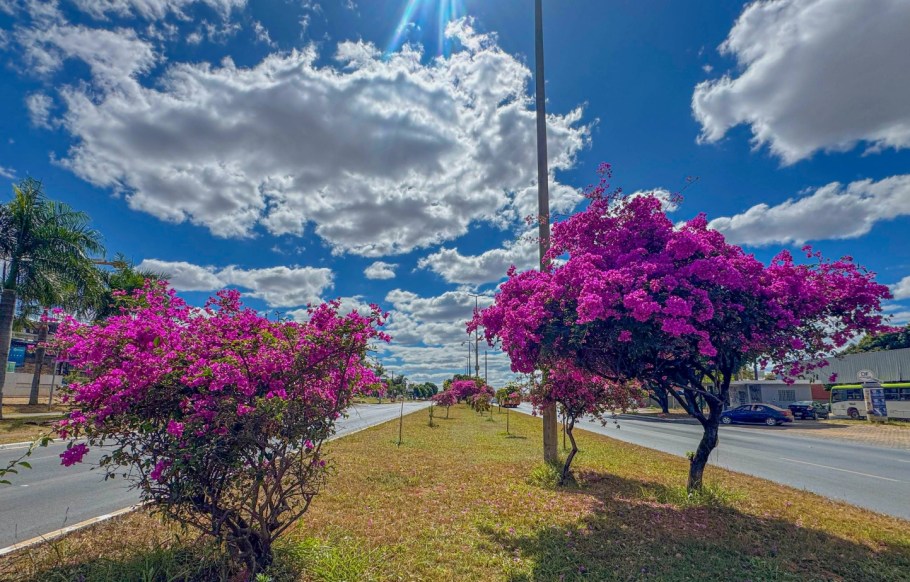 5 ideias de títulos:
1. Guia Completo: As Flores Mais Bonitas da Primavera em Brasília
2. Onde Encontrar os Ipês Mais Incríveis de Brasília: Roteiro Fotográfico
3. Primavera em Brasília: Um Espetáculo de Cores no Cerrado
4. Flamboyants e Outras Belezas: Descubra a Flora Primaveril de Brasília
5. Brasília Florindo: Os Melhores Pontos para Admirar a Estação das Flores