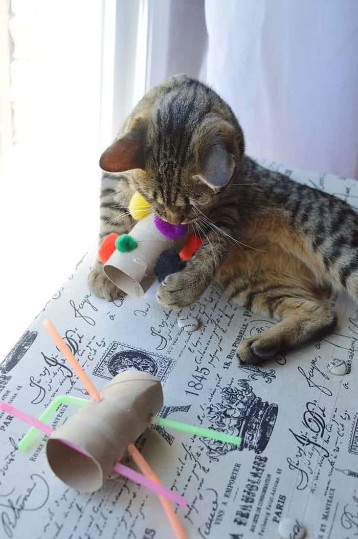 brinquedos gatos rolo papel higiênico