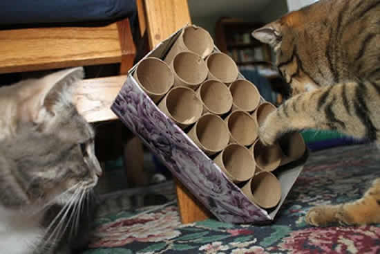 brinquedos gatos rolo papel higiênico