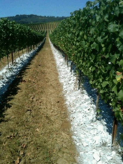 Guia Completo: Como e Quando Usar Calcário na Sua Horta Caseira; Calcário Dolomítico: O Segredo para Hortaliças Mais Fortes e Produtivas; Desvende os Benefícios do Calcário para a Saúde do Seu Solo e Plantas; Passo a Passo: Aplicando Calcário em Vasos e Canteiros da Sua Horta; Acidez do Solo: Como o Calcário Transforma Sua Horta e Aumenta a Colheita