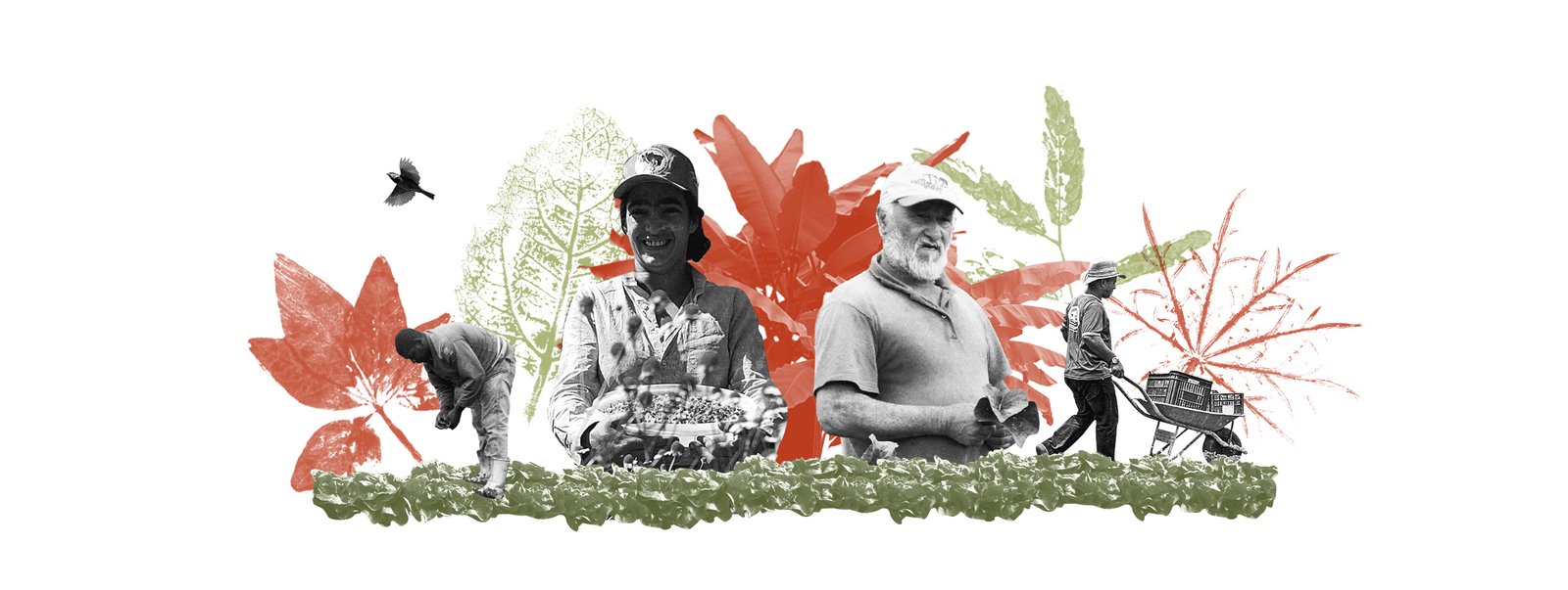 SPG vs. Certificação por Auditoria: Qual a Melhor Opção para Seu Orgânico?