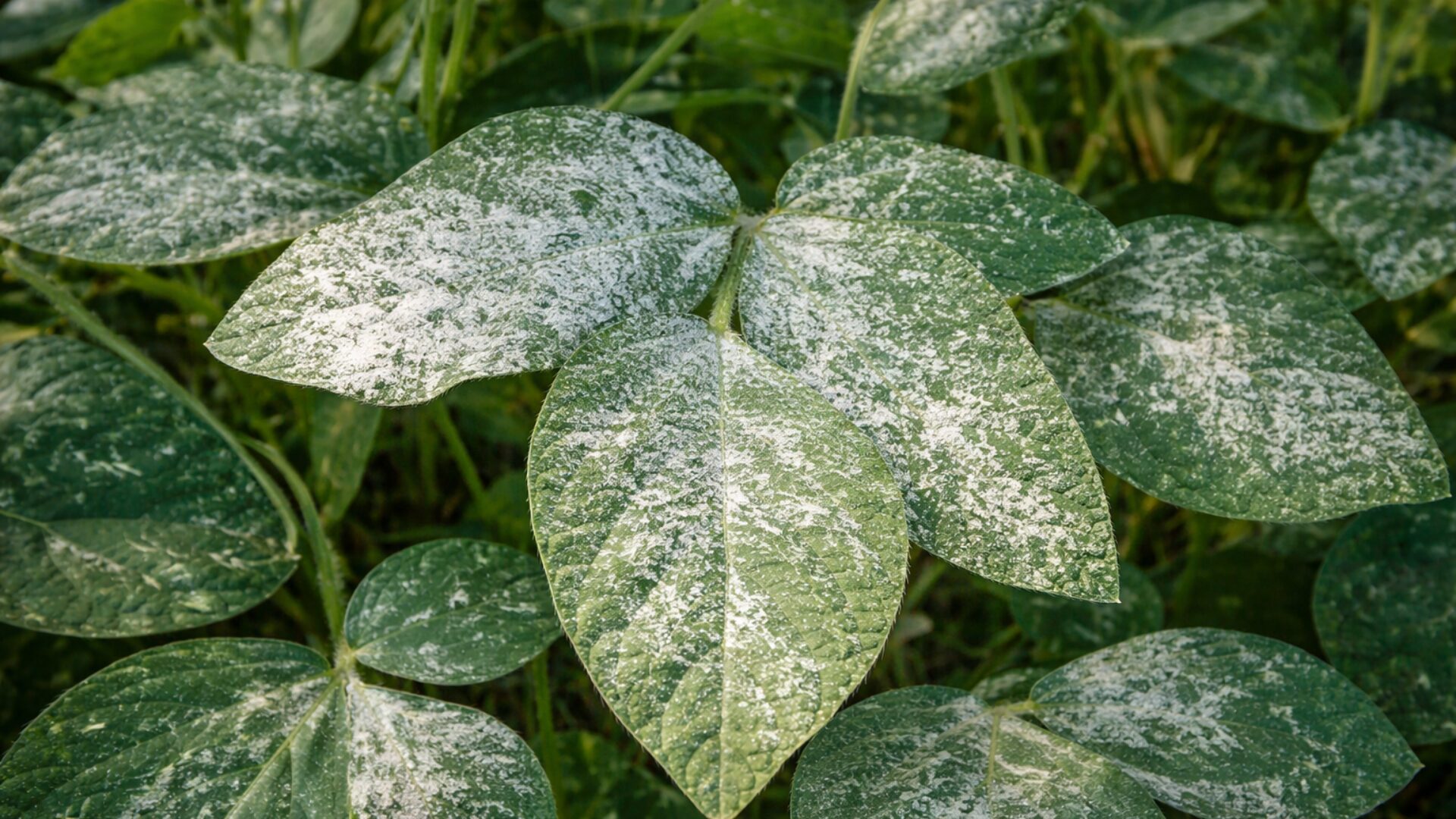 5 ideias de títulos