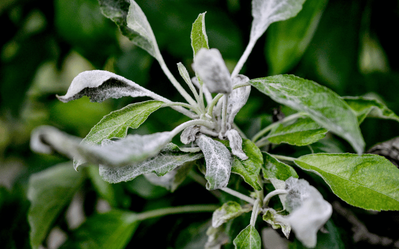 combater oídio plantas