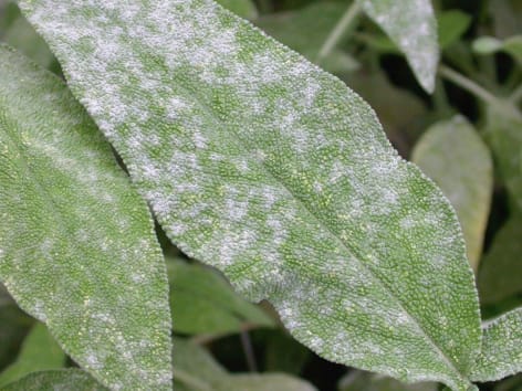 5 ideias de títulos