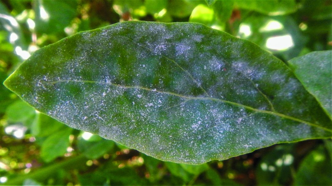 combater oídio plantas