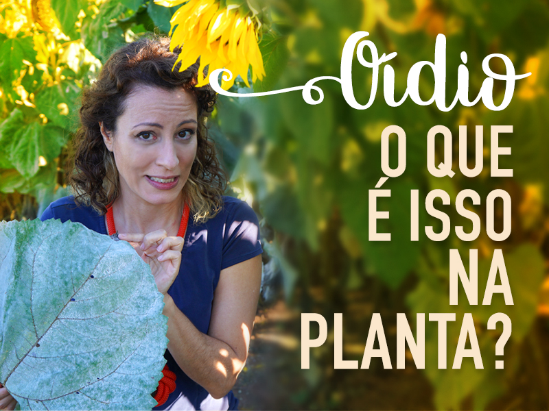 5 ideias de títulos