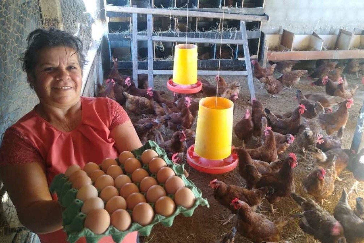 Bem-Estar Animal na Produção de Ovos: O Que Diz a Lei?