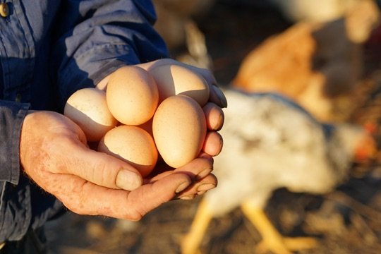 Guia Completo: Como Obter o Selo SIF para Ovos Caipiras