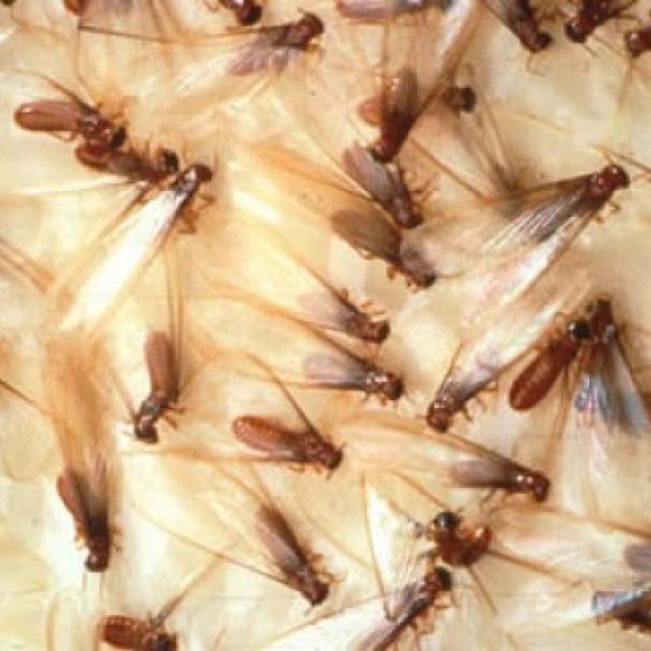 como acabar com cupim de terra na horta