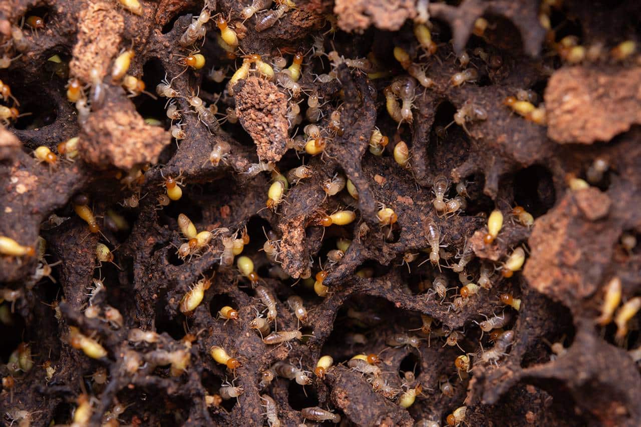 O Guia Completo do Óleo de Neem na Horta: Usos e Benefícios contra Pragas