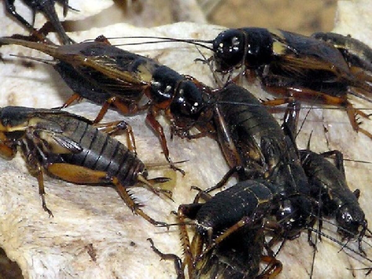 como acabar com grilos de terra na horta