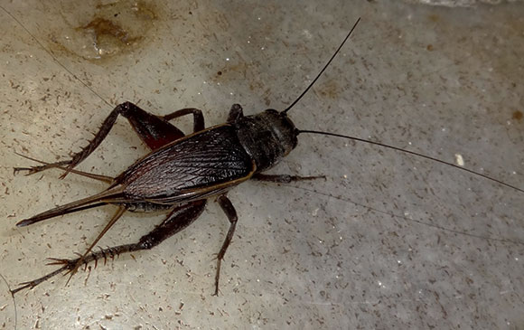 Como Usar Óleo de Nim para Controlar Pragas