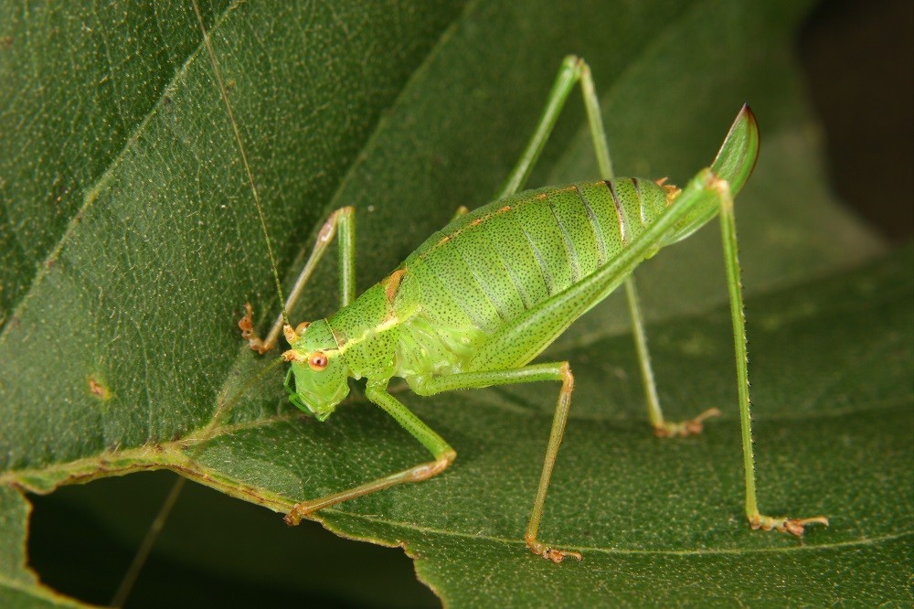Armadilhas Caseiras Eficazes Contra Grilos