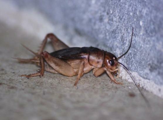 Manejo Ambiental: A Chave para Prevenir Infestações de Grilos