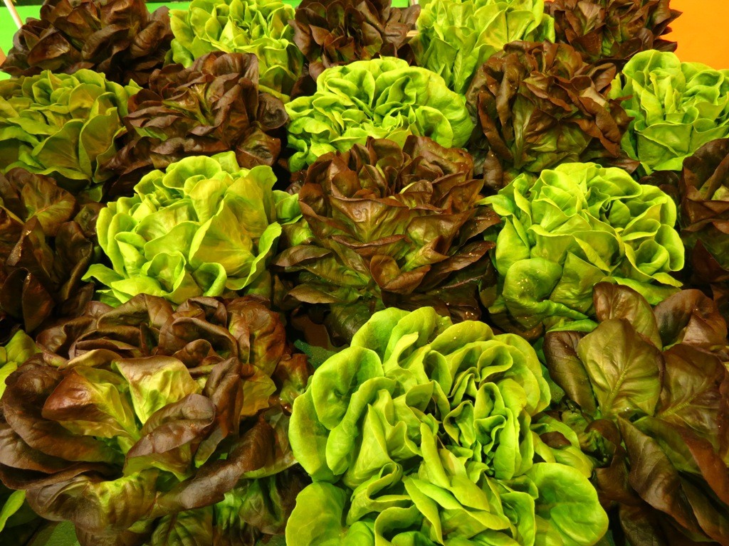 Como Usar Predadores Naturais para Controlar Grilos