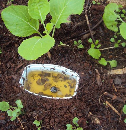 como acabar com lesmas e caracóis na horta