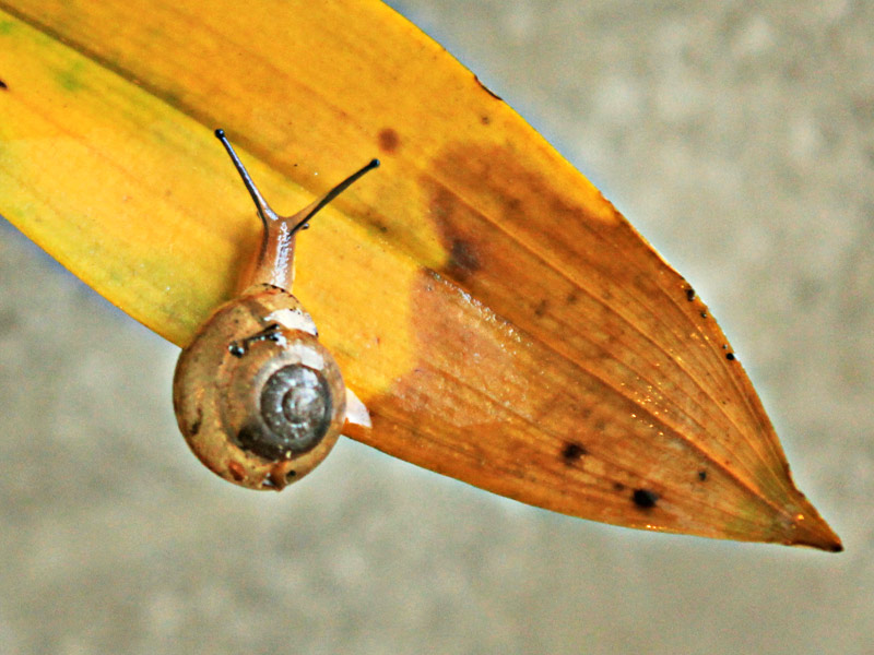 Como identificar danos de lesmas nas plantas