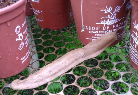 Receita detalhada de armadilha de cerveja