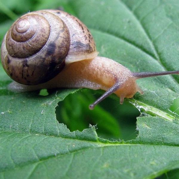 Comparativo: Lesmicidas caseiros vs. industriais