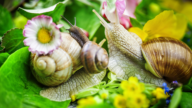 como acabar com lesmas e caracóis na horta