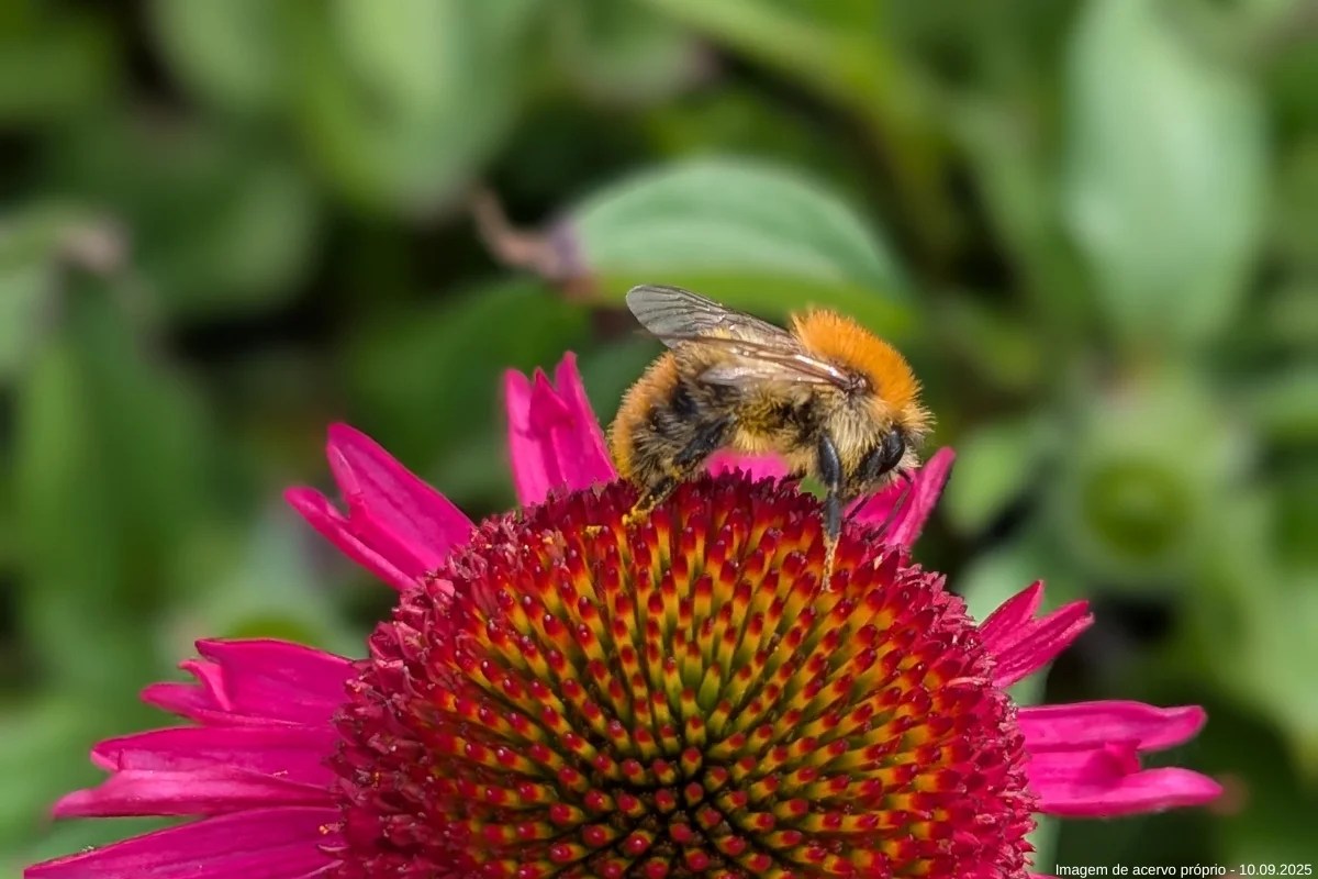 5 ideias de títulos