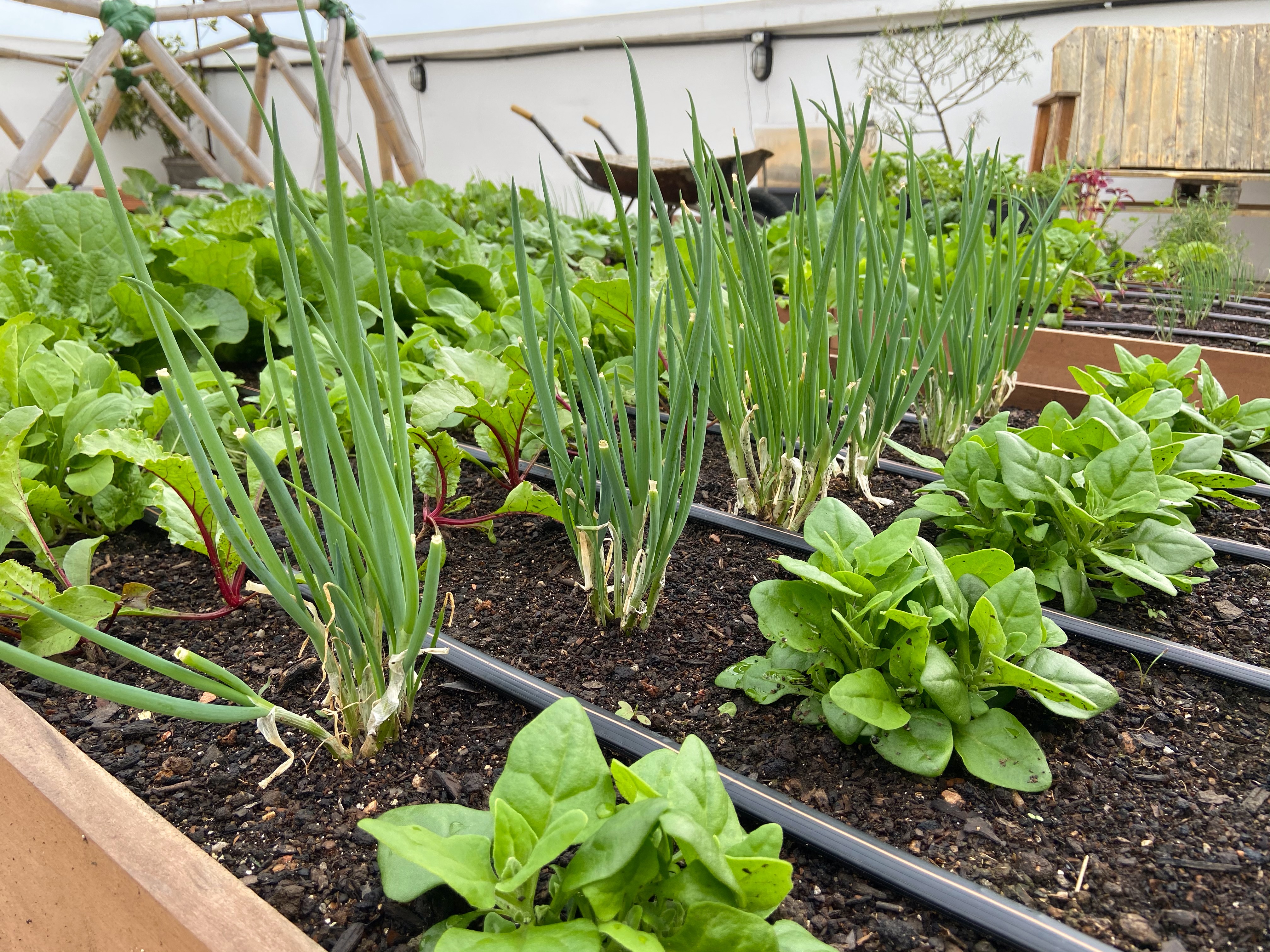 como cuidar de horta em pequenos espaços