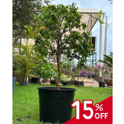 como cuidar de jabuticabeira em vaso