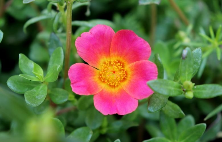 como cultivar beldroega e benefícios