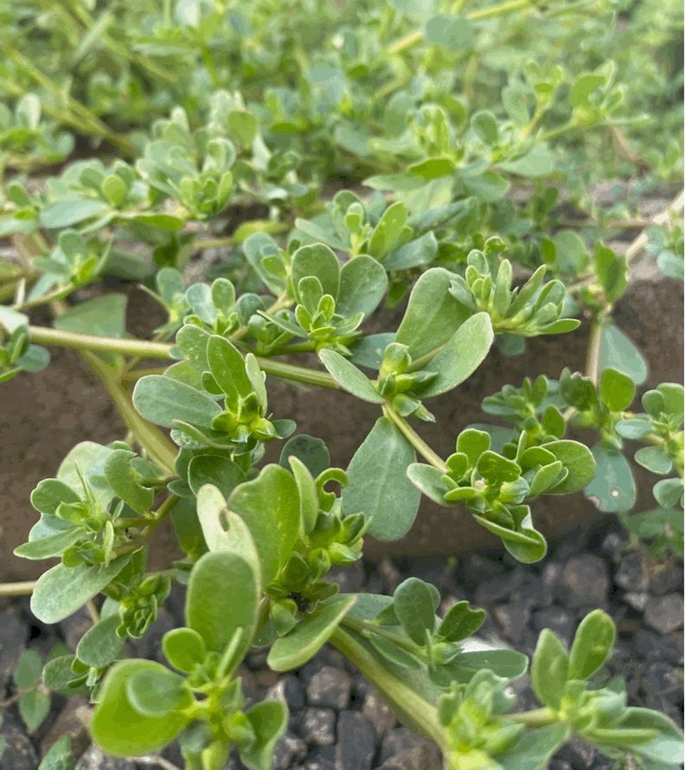 Beldroega vs. Espinafre: Qual é Mais Nutritivo?