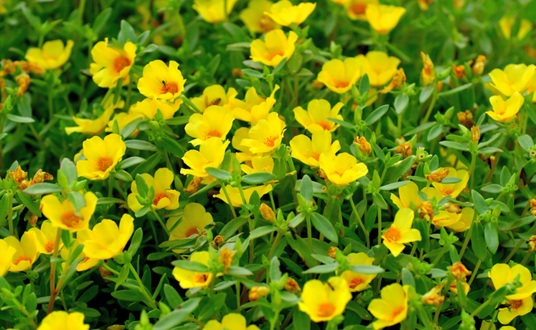 Os Benefícios Surpreendentes do Ômega-3 da Beldroega para o Coração