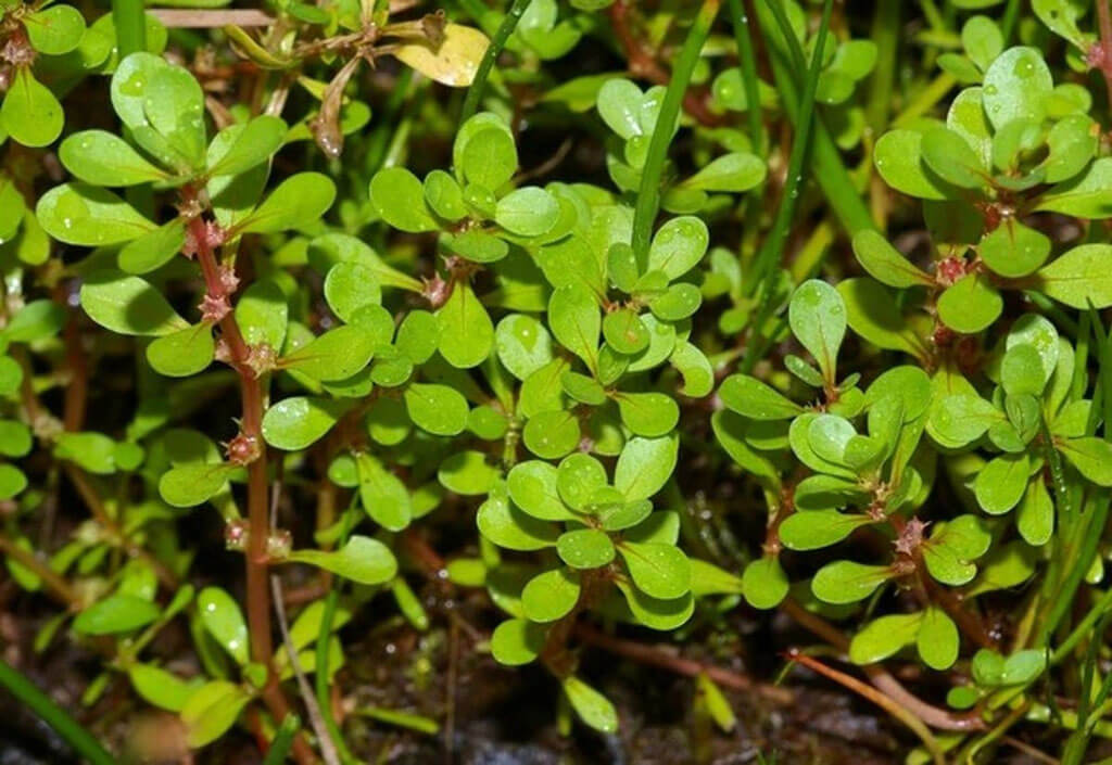Atenção Donos de Cães: Por Que a Beldroega é Perigosa para Seu Pet?