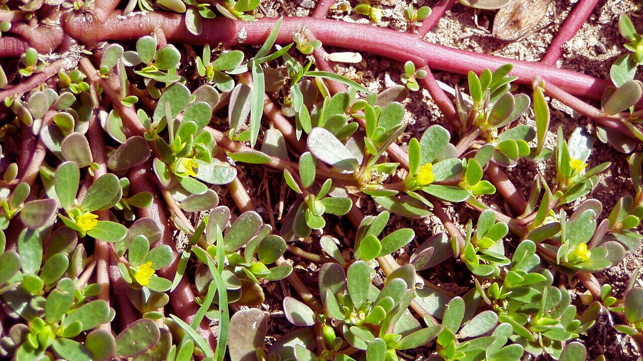 como cultivar beldroega e benefícios