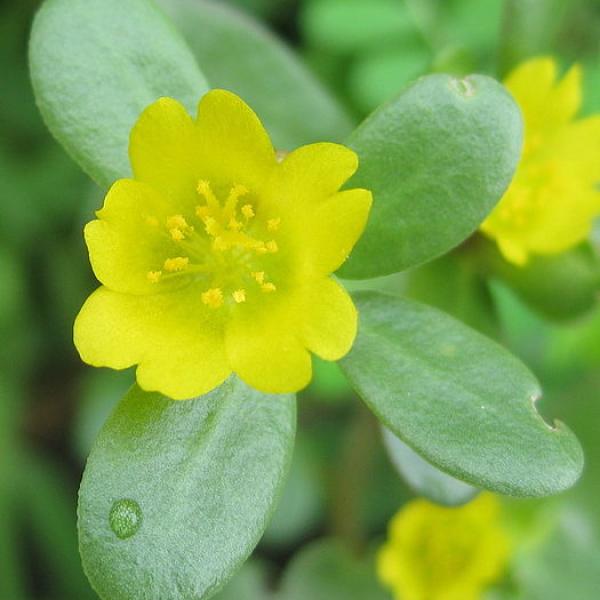 Beldroega vs. Espinafre: Qual é Mais Nutritivo?