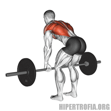 Os Melhores Exercícios para Fortalecer o Trapézio