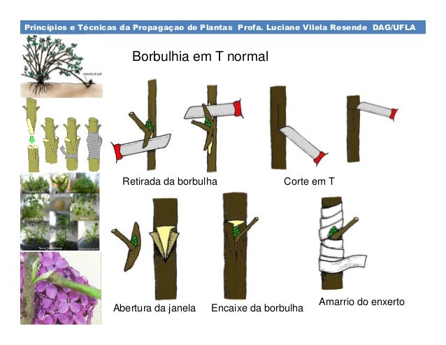 como fazer enxerto de borbulha em citros
