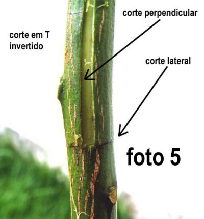 Tipos de Porta-enxertos para Citros