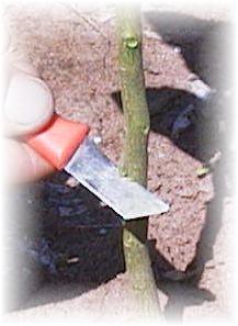 Como Escolher a Melhor Borbulha para Enxertia