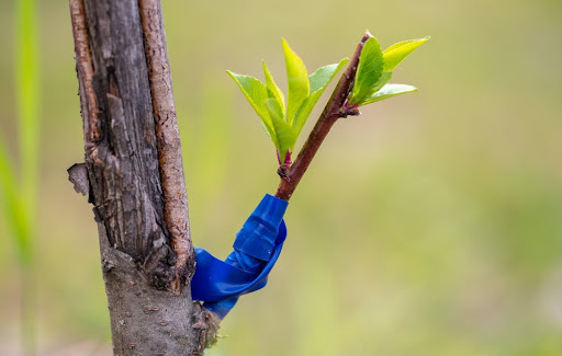Erros Comuns na Enxertia de Citros e Como Evitá-los