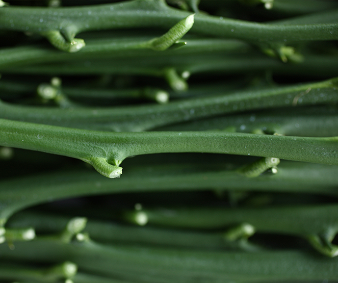 Benefícios da Enxertia de Borbulha para a Produção de Frutas
