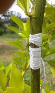 Tipos de Porta-enxertos para Citros