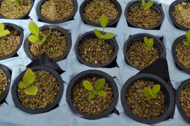 Como Escolher a Melhor Borbulha para Enxertia