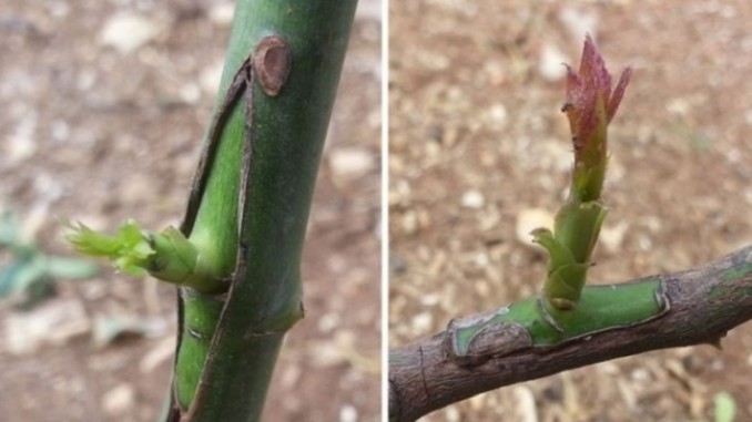 Erros Comuns na Enxertia de Citros e Como Evitá-los