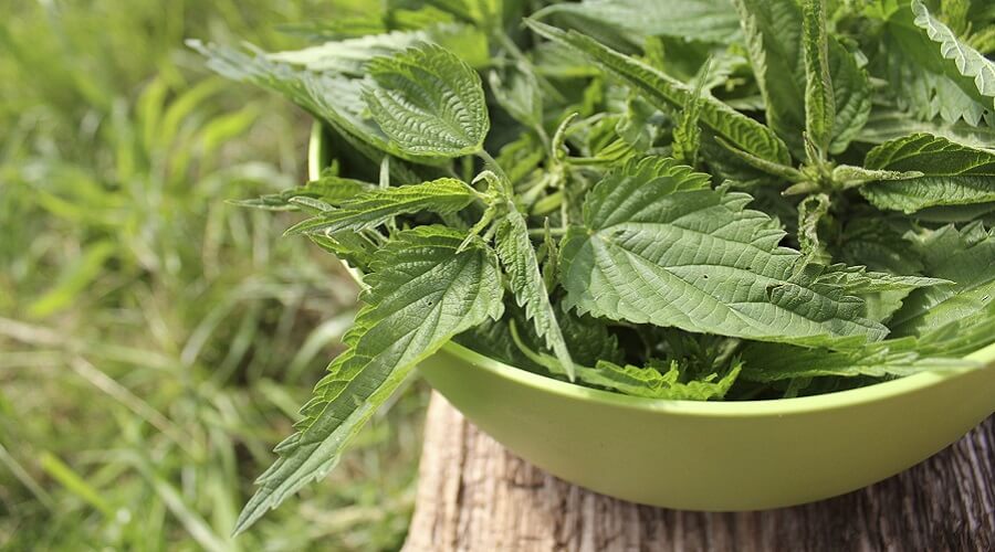 Como usar o resíduo do extrato de urtiga na compostagem