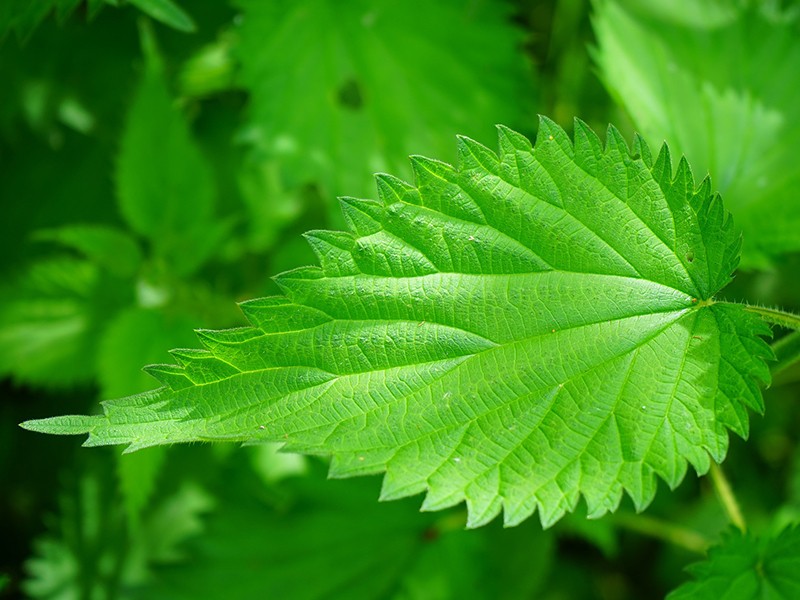 Receita rápida de inseticida natural com urtiga