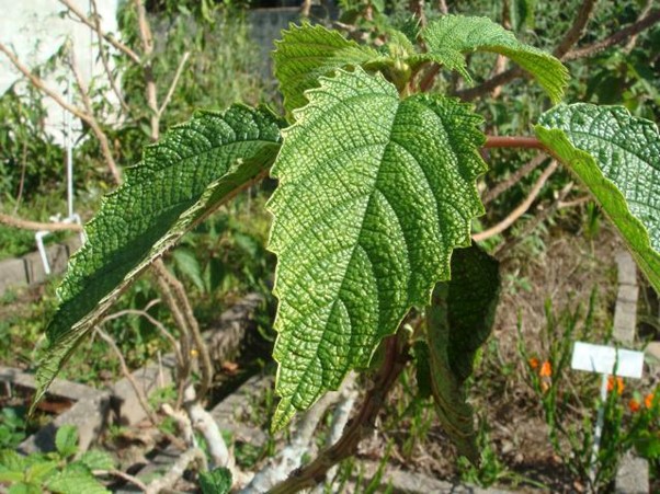 Guia completo de fertilizantes caseiros para horta